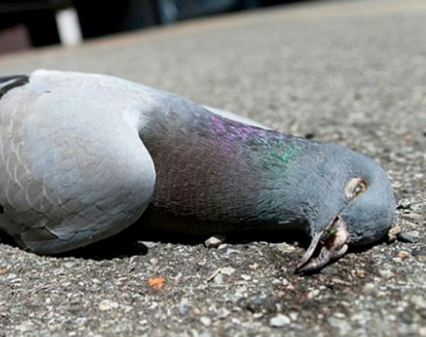Мужчина в Морозовске убил украденных голубей, чтобы скрыть следы преступления
