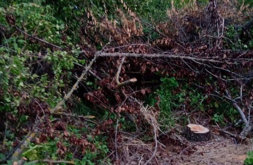 Ветки у трансформатора и пешеходной дорожки на улице Ворошилова в Морозовске оставили из-за поломки специализированной техники