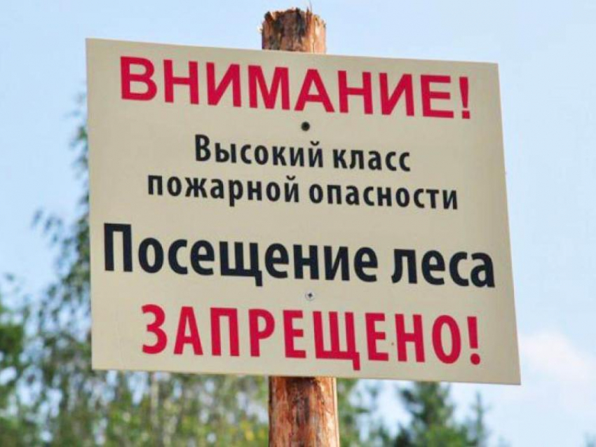 Запрет на посещение донских лесов продлили до 12 октября