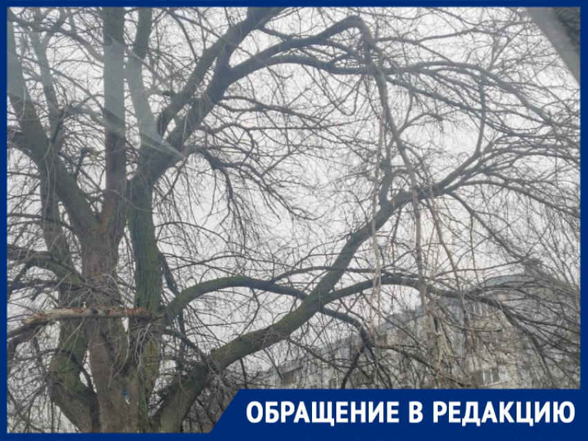 Опасные ветки нависли над головами у гимназии: родители бьют тревогу