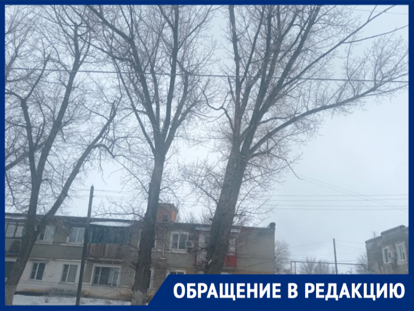 Опасный тополь у дороги: жители Морозовска снова просят спасти их от беды