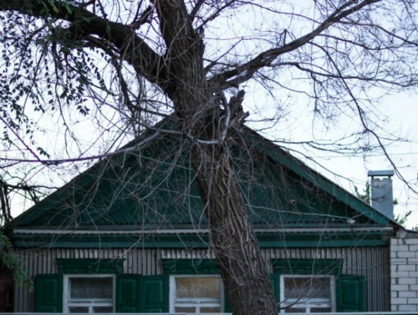 Вопрос-ответ: Когда будут спилены деревья возле дома №24 на улице Ломоносова в Морозовске?