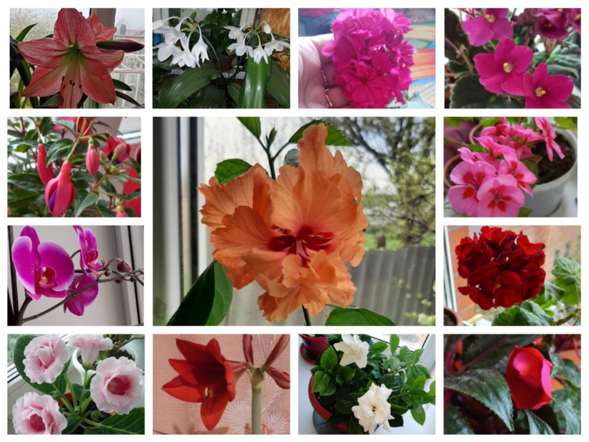 Читатели «Блокнота Морозовска» поделились фотографиями своих цветущих комнатных растений