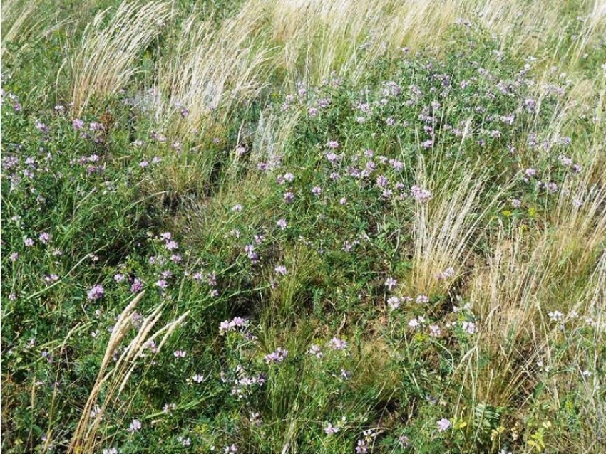 Ядовитое, но полезное растение можно встретить в окрестностях Морозовска