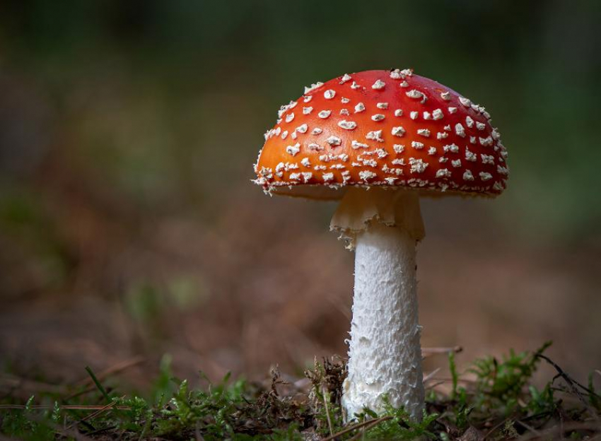 Дончанам напомнили о запрете на сбор красно-книжных грибов и растений