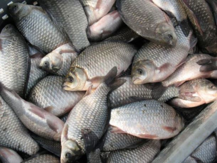 700 килограмм потенциально опасной рыбы залили хлорной известью в Морозовском районе