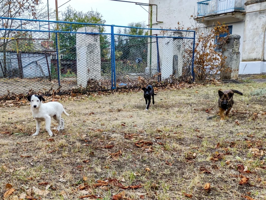 Как не спровоцировать нападение бездомных собак рассказали в администрации Морозовска