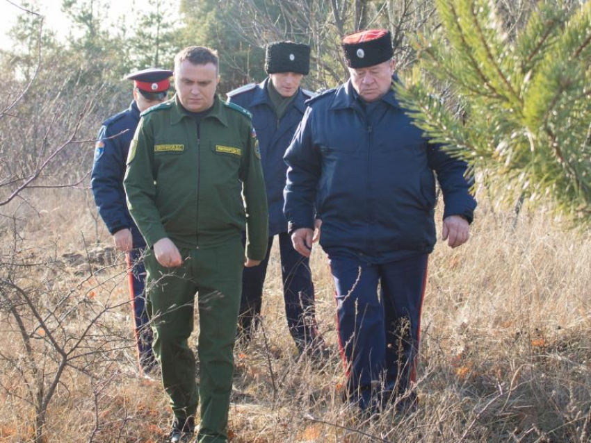 5 тысяч рублей за одну сосну: незаконная рубка хвойных деревьев грозит дончанам крупными штрафами