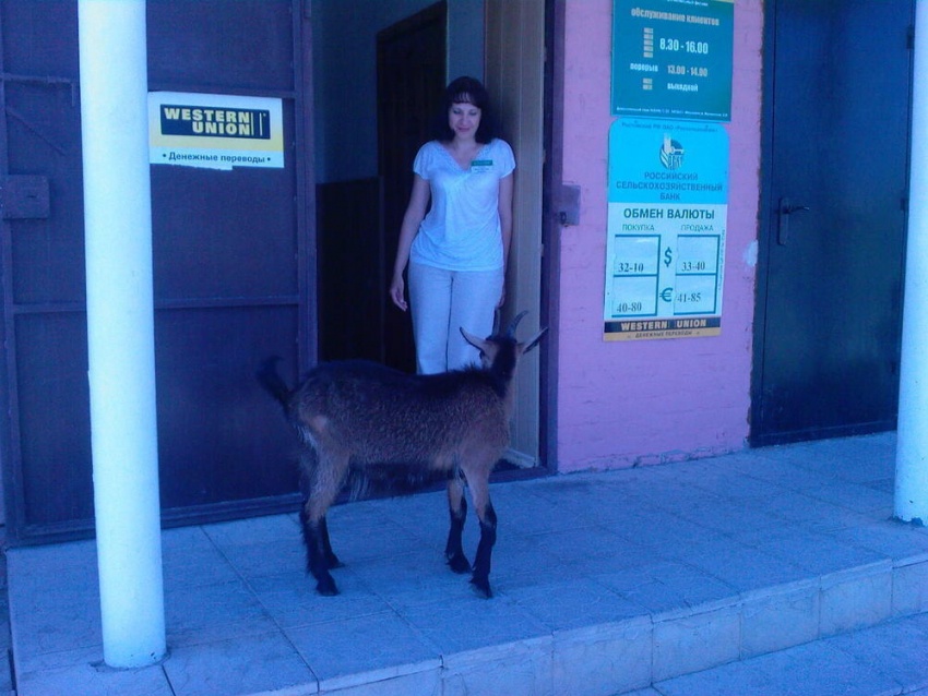 В Морозовске в Россельхозбанк пыталась зайти коза