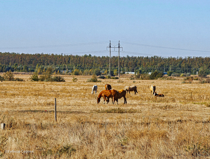 «Великий край Донской»: морозовчане написали песню о Ростовской области