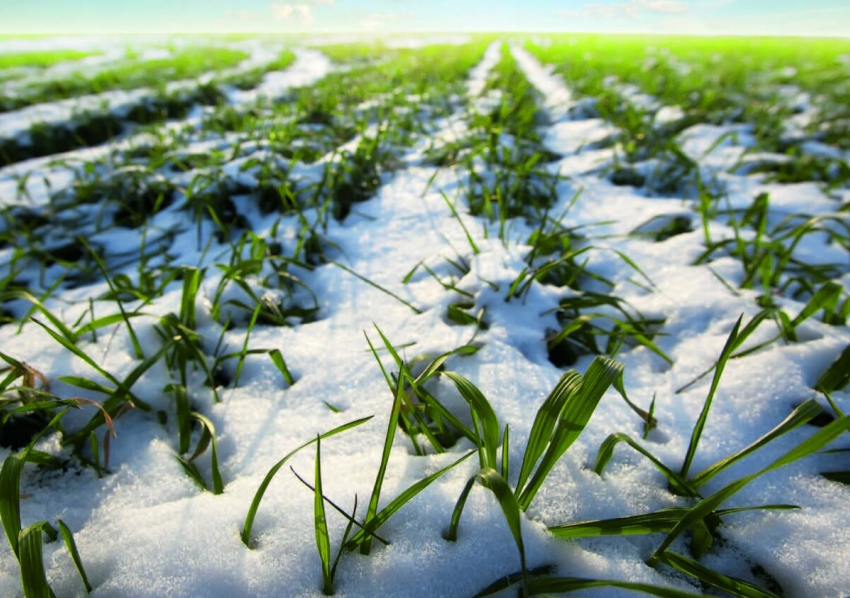 Мониторинг показал, что 76% посевов озимой пшеницы в Морозовском районе в хорошем состоянии