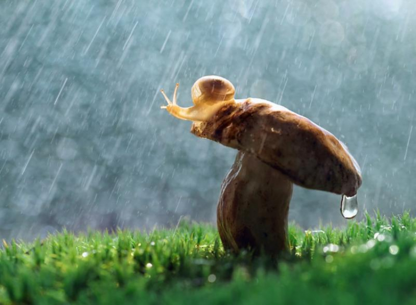 Небольшой дождь ожидается в Морозовске днем, 9 июня