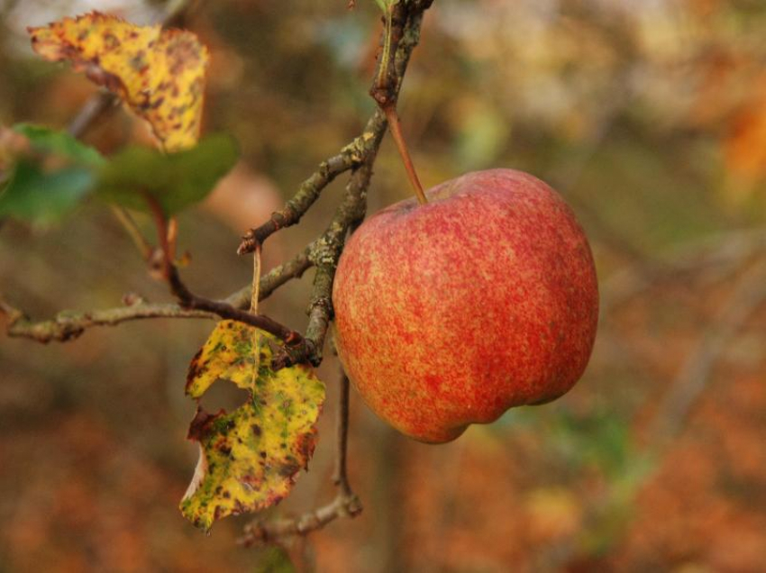 Пасмурный, но теплый день ожидается в Морозовске 17 октября