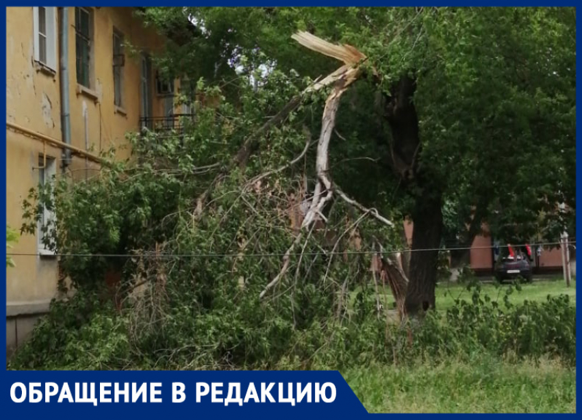 Старые деревья сломало ветром на улице Истомина