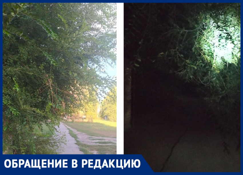 Хотя бы ветки деревьев над тротуарами постригут к началу учебного года? - морозовчане