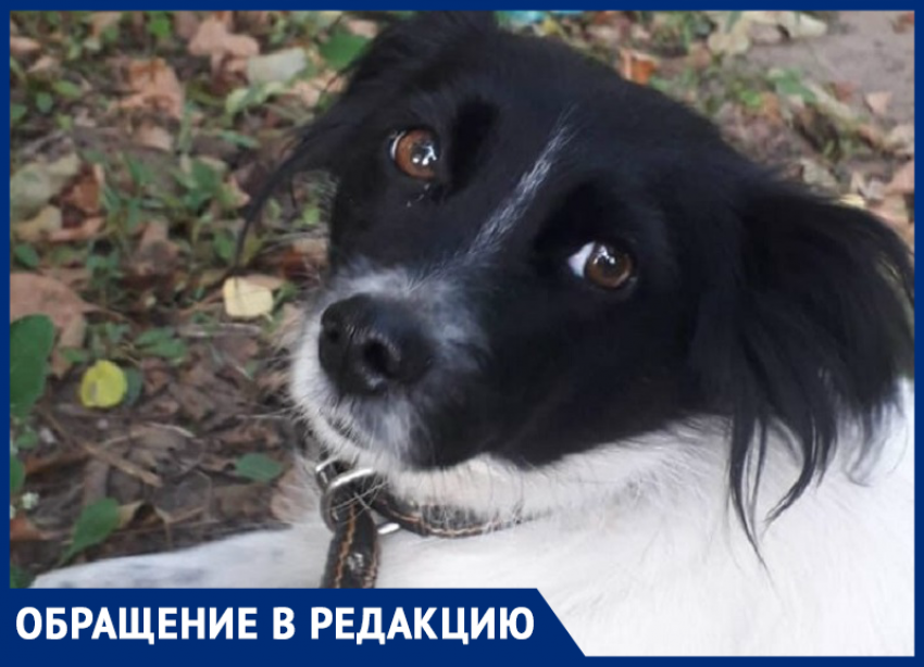Морозовчанин пояснил, что к смерти милой собаки не имеет никакого отношения