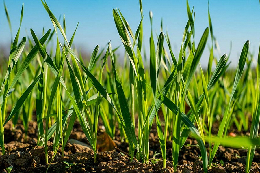Аграрии Морозовского района планируют провести сев яровых культур на площади более 53 тысяч гектаров