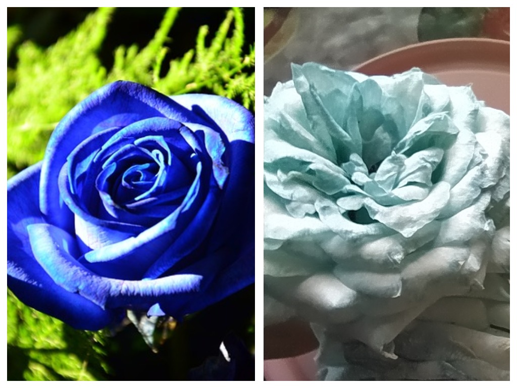 Розы в дизайне сада: оформление розария на участке