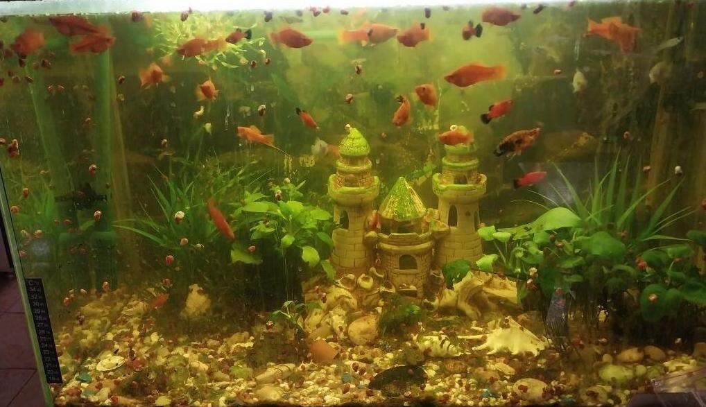 5 простых способов сделать аквариум красивым. | ACUARI | Дзен