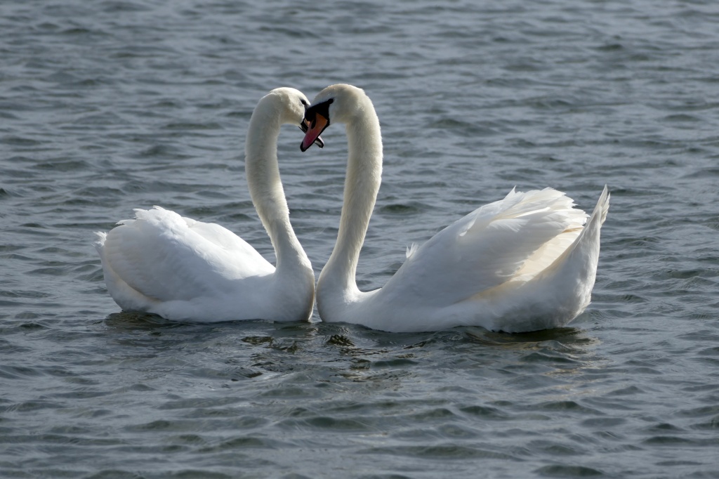 landscape-water-nature-bird-wing-lake-beak-fauna-heart-shape-birds-swan-vertebrate-waterfowl-water-bird-ducks-geese-and-swans-596908.jpg
