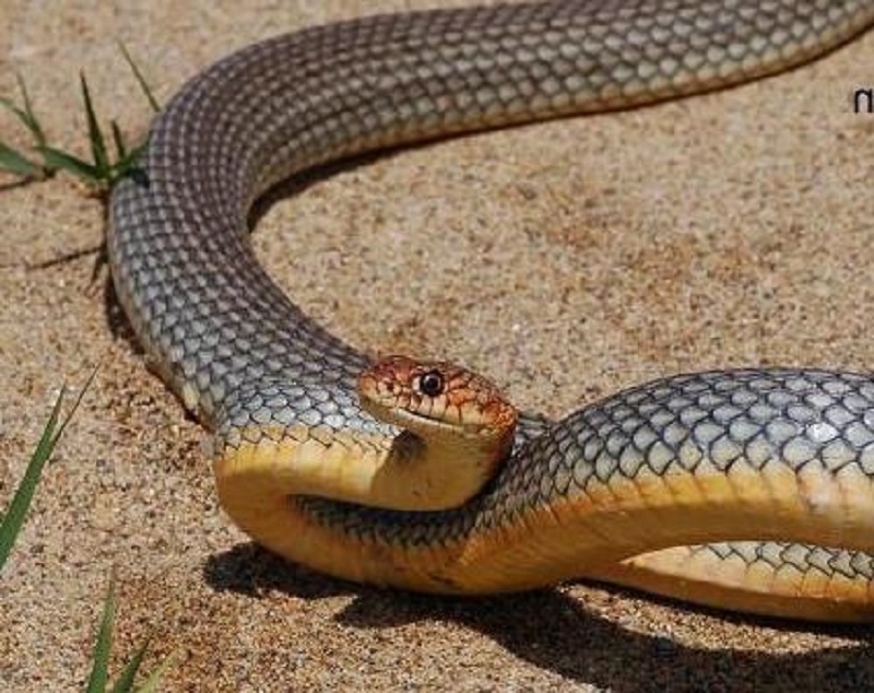 Желтобрюх змея (76 фото)